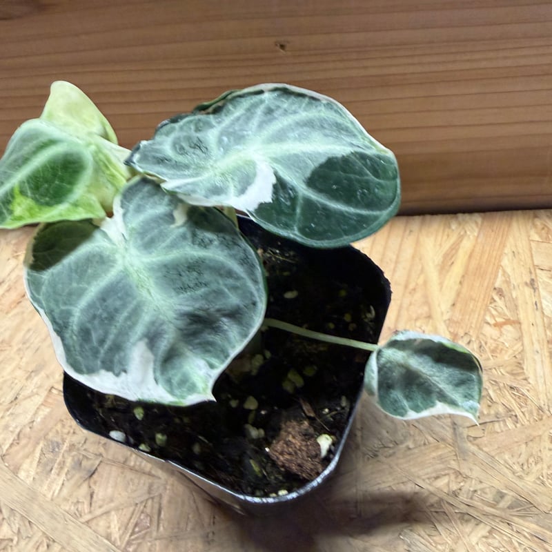 観葉植物 激レア✴︎アロカシア ニンジャ マッチャラテ✴︎ポットごと速達