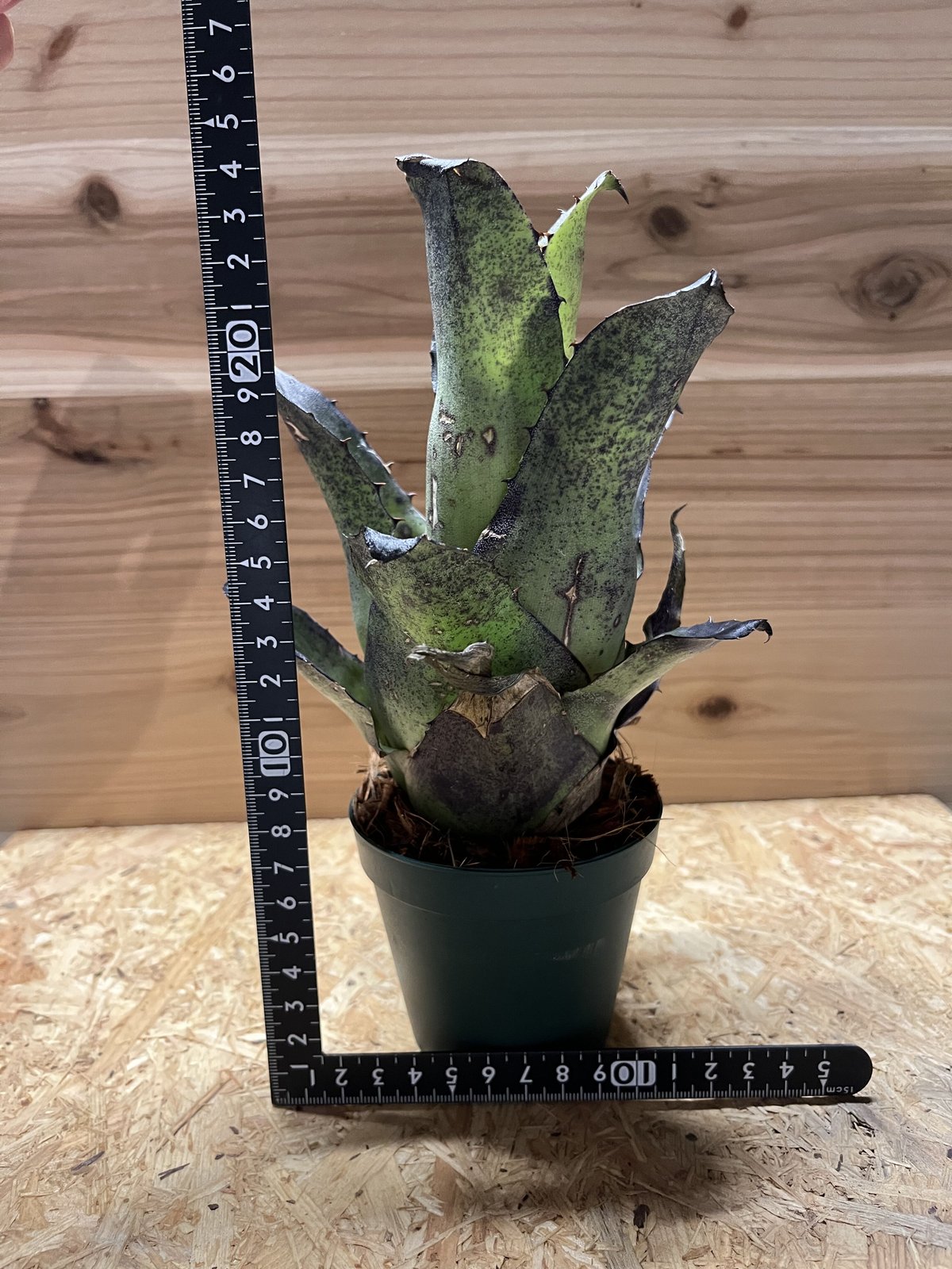 fit=scale-down,w=1200