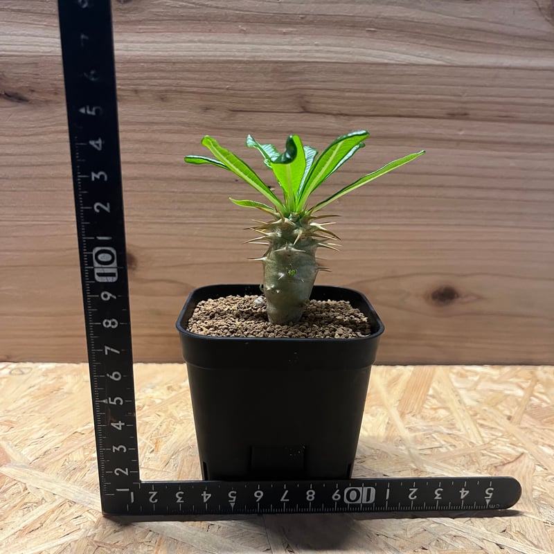 パキポディウム アンボンゲンセ | GREEN LUCK