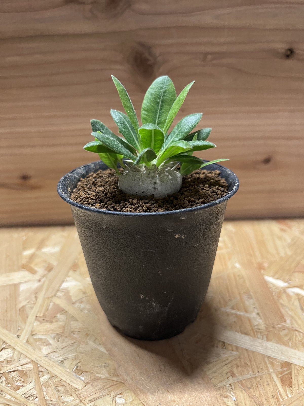 パキポディウム 恵比寿笑い | GREEN LUCK