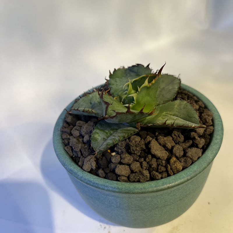 アガベ チタノタ ブラック&ブルー×伝市鉢 | GREEN LUCK