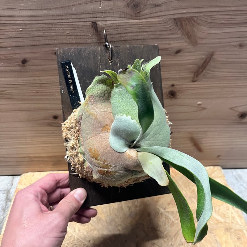 ビカクシダ ベイチー v14 spore | GREEN LUCK