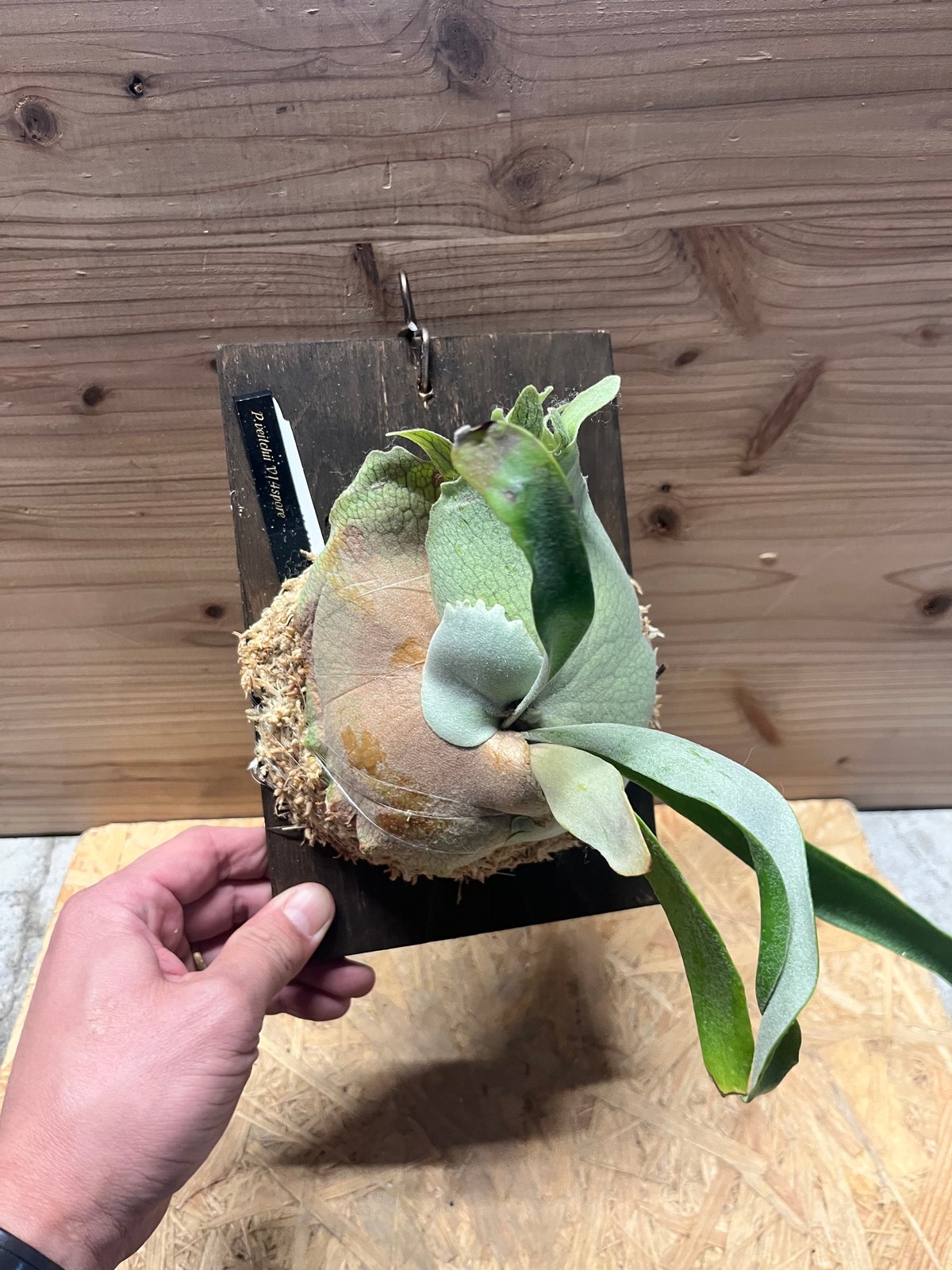 【選抜個体】veitchii mix spore ベイチー　ビカクシダ ビカクシダ ベイチー v14 spore | GREEN LUCK