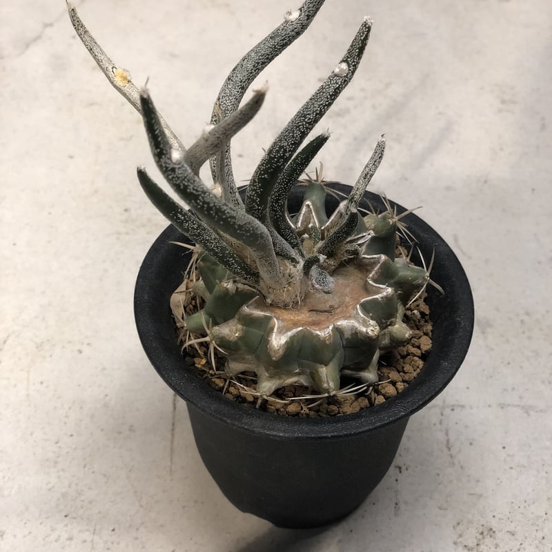 アストロフィツム カプトメデューサ | GREEN LUCK