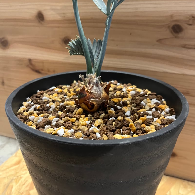 エンセファラルトス レーマニー | GREEN LUCK