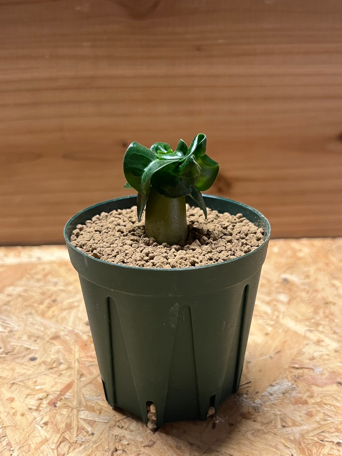 アデニウム アラビカム 獅子葉 | GREEN LUCK