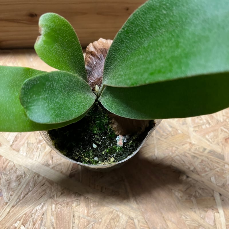 ビカクシダエスエスフーンss.foongリドレイ植物観葉植物ベイチーウィリンキー ビカクシダエスエスフーンss.foongリドレイ植物観葉植物ベイチー