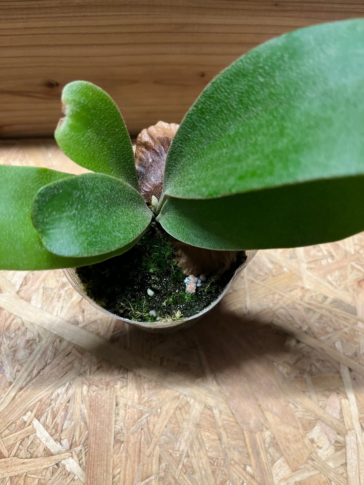 fit=scale-down,w=1200