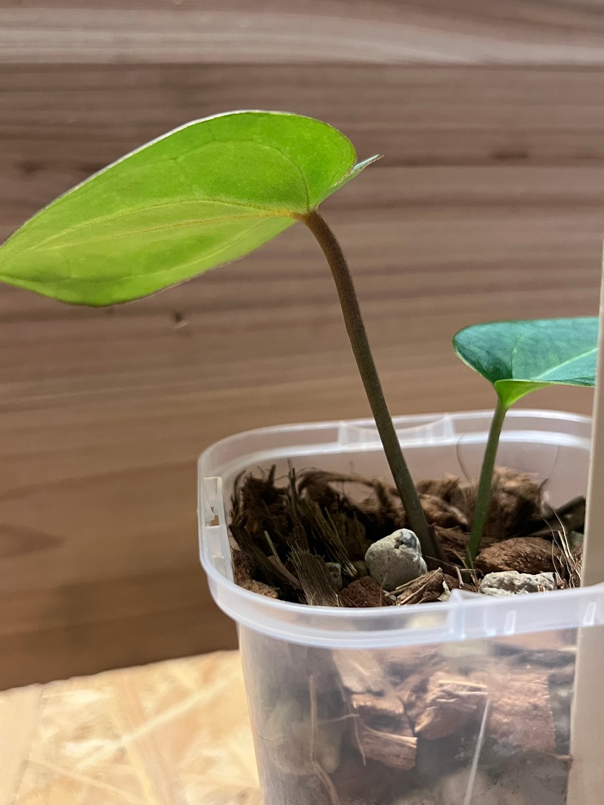 アンスリウム カーラブラッキー×レッドクリスタリナム | GREEN LUCK