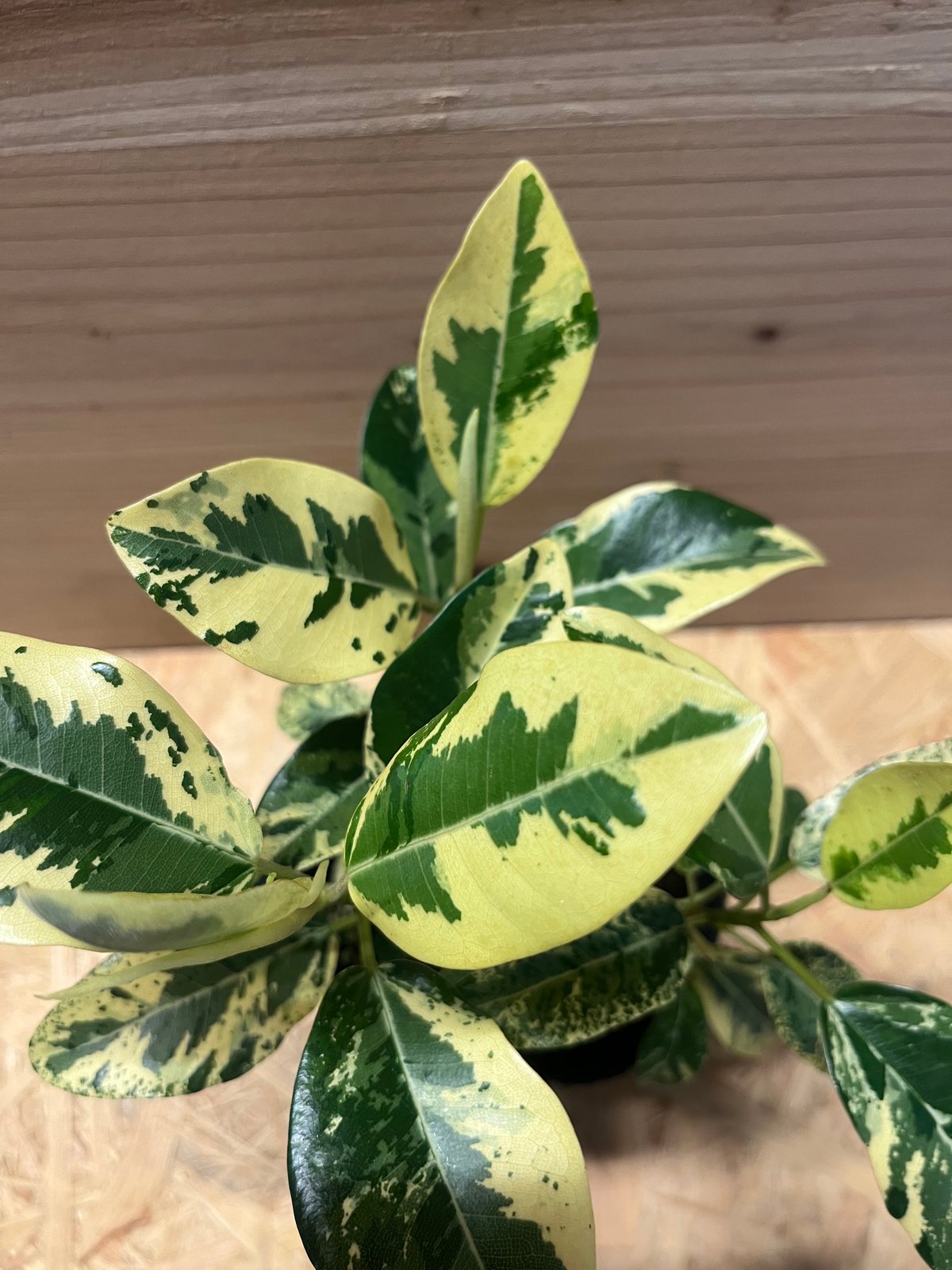 フィカス ルビキノーサ 斑入り フランスゴムの木 | GREEN LUCK
