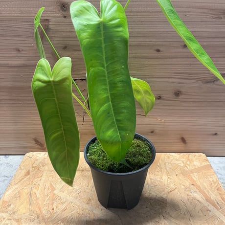 フィロデンドロン | STORES