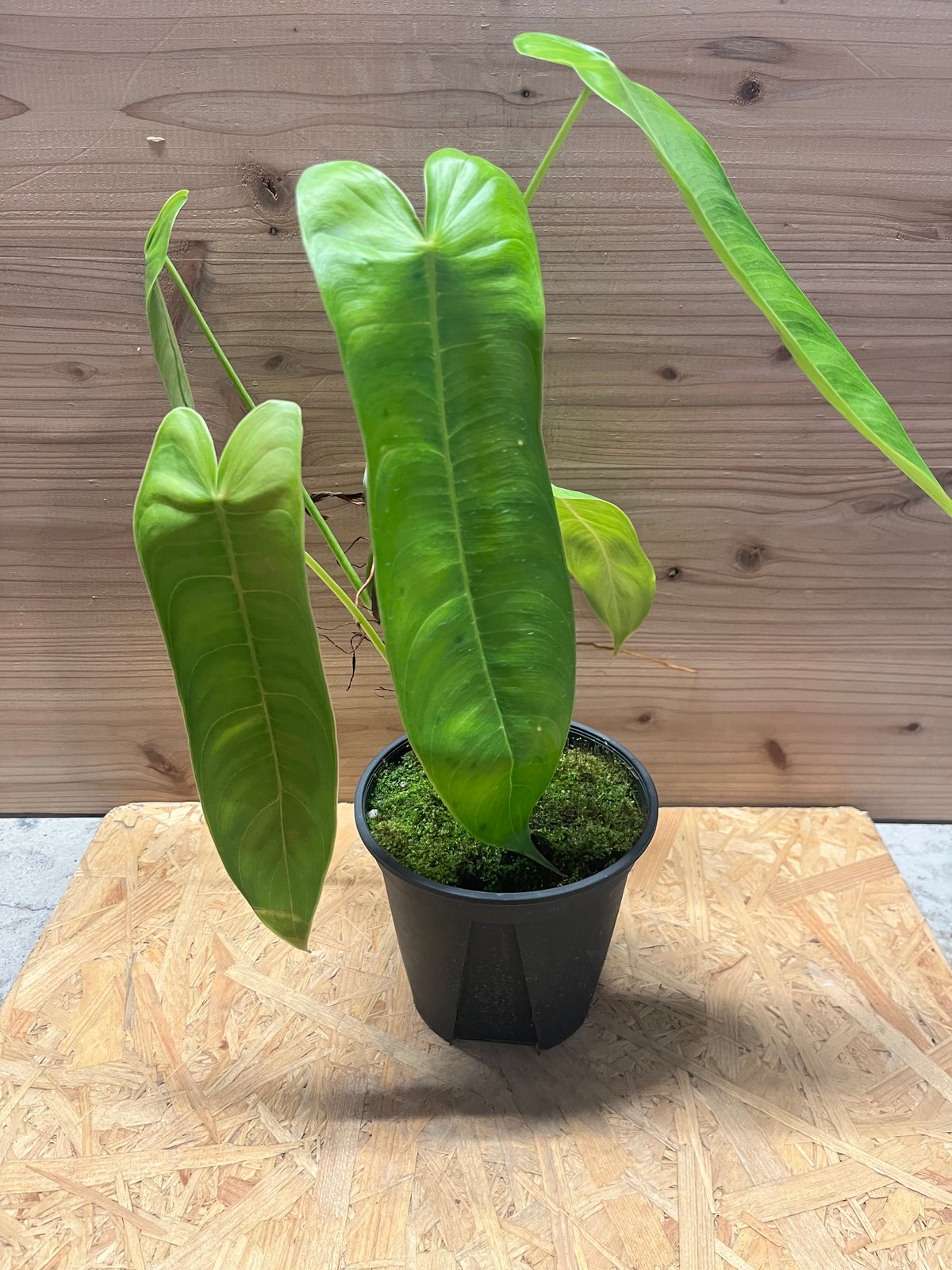 フィロデンドロン シャロニアエ | GREEN LUCK