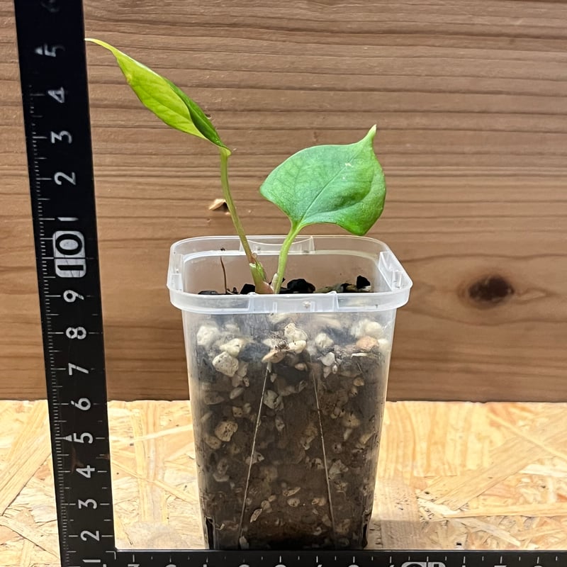 T*m様 アンスリウム　ポーティラエ　NSE MonsteraX Marketplace | Anthurium portillae (nse) 🌱 - $159