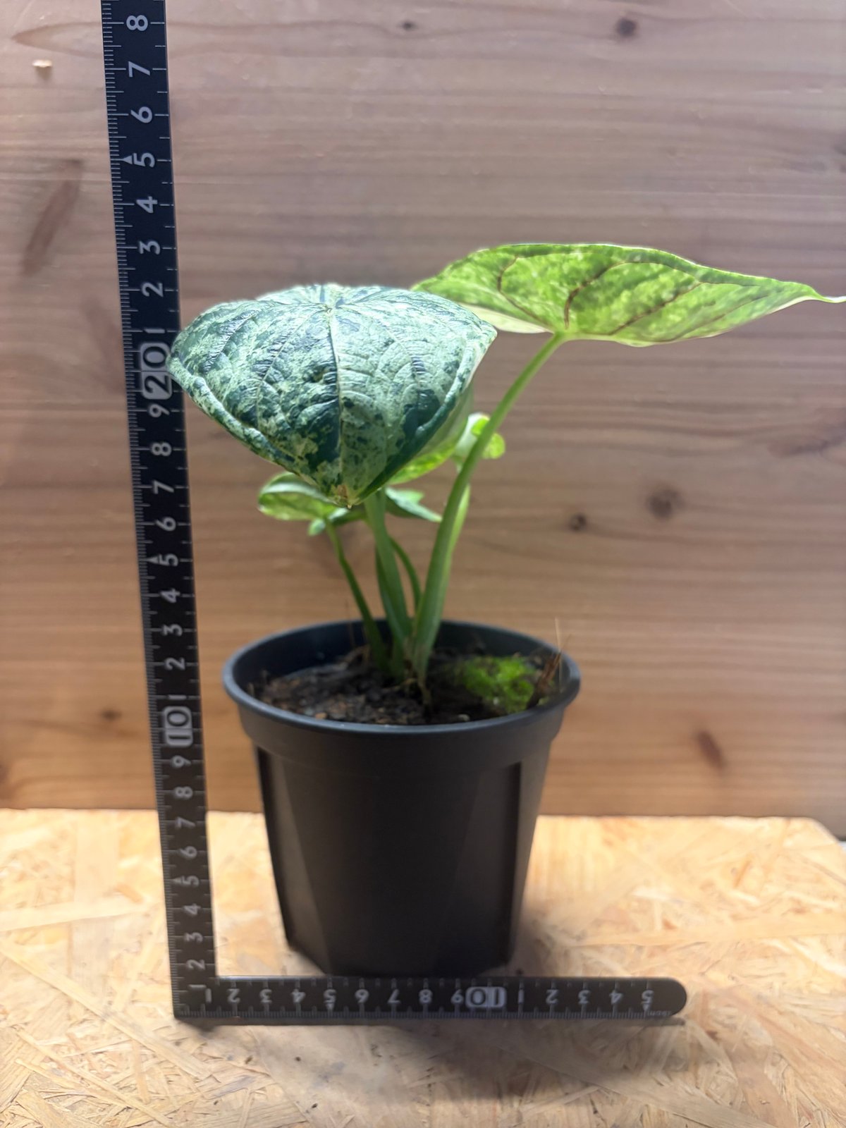 アロカシア ドラゴンスケールミント 5本セット アロカシア 'ドラゴンスケール ミント' | GREEN LUCK その他観葉植物