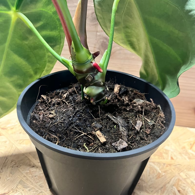 アンスリウム レガレ | GREEN LUCK