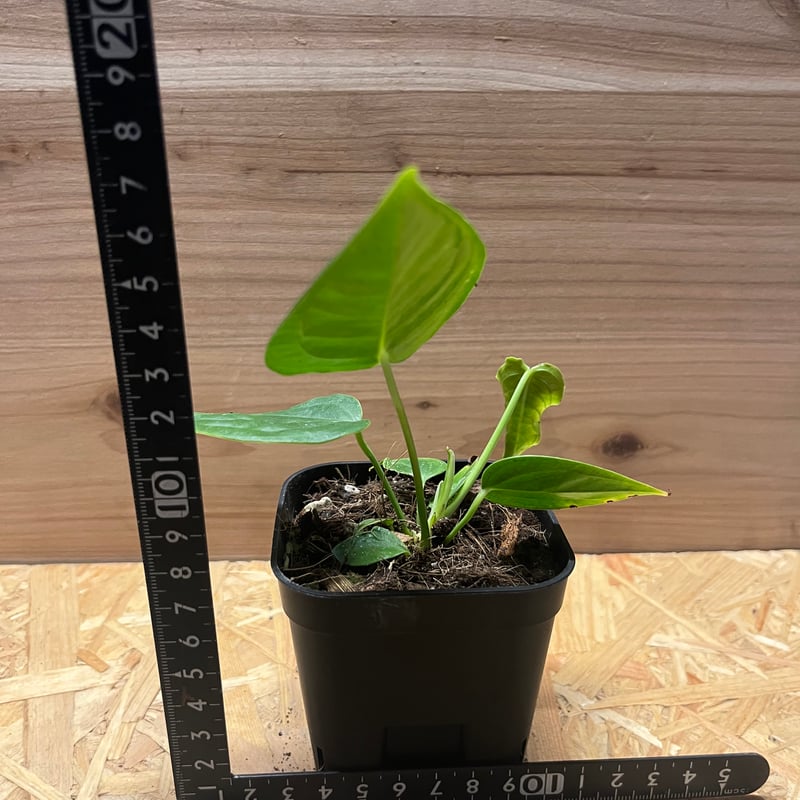 M*i様 アンスリウム　ベイチー アンスリウム ベイチー 「Anthurium veitchii」74F | SHOUCHIKUEN