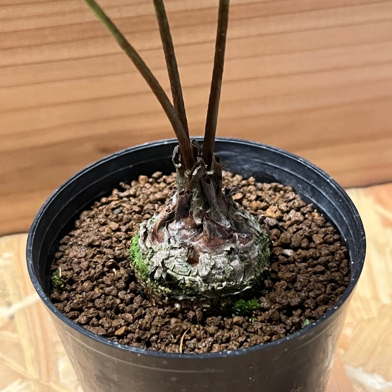 ザミア フロリダーナ | GREEN LUCK