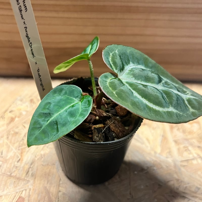 アンスリウム ドラヤキシルバー×エンジェルズドリーム×レッド