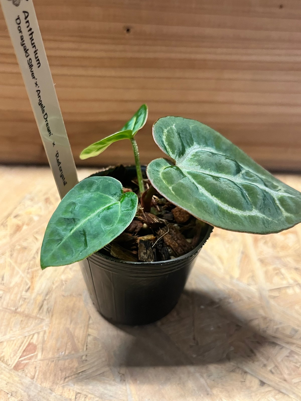 アンスリウム ドラヤキシルバー×エンジェルズドリーム×レッド