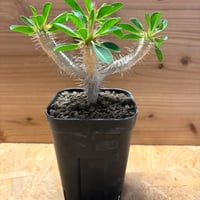 ユーフォルビア　ギラウミニアナ
