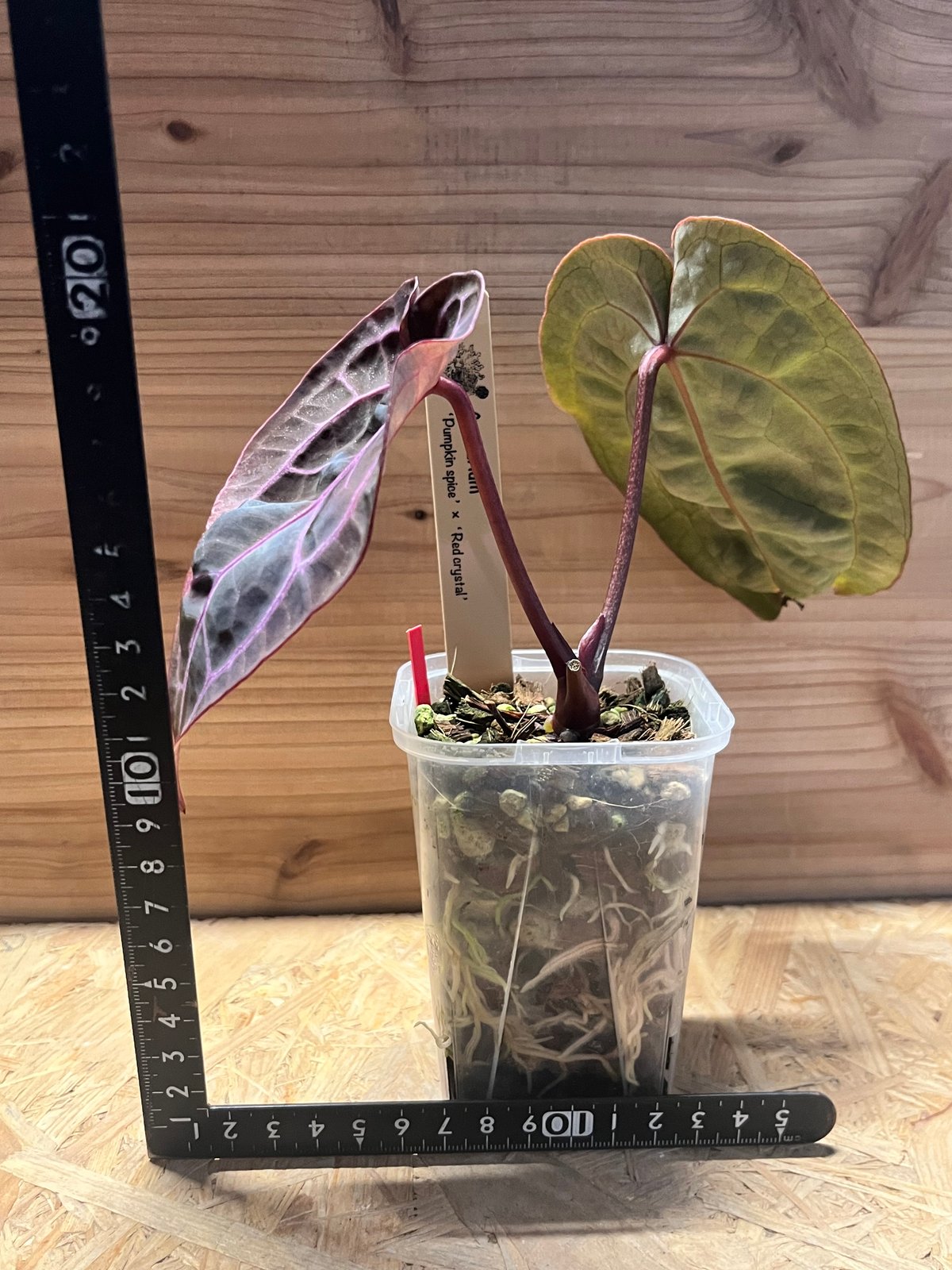 アンスリウム パンプキンスパイス×レッドクリスタル 'セレクト