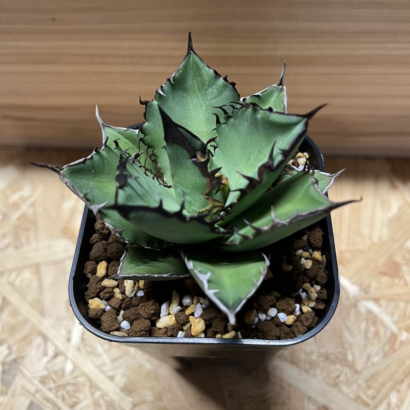 アガベ チタノタ ブラックファイヤー | GREEN LUCK