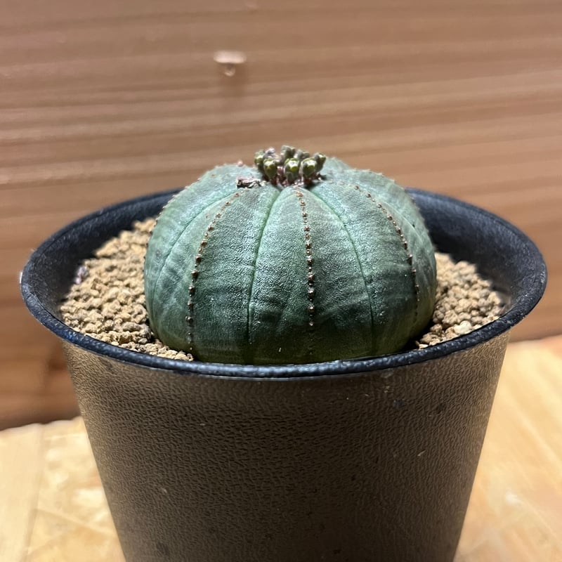 ユーフォルビア オベサ | GREEN LUCK