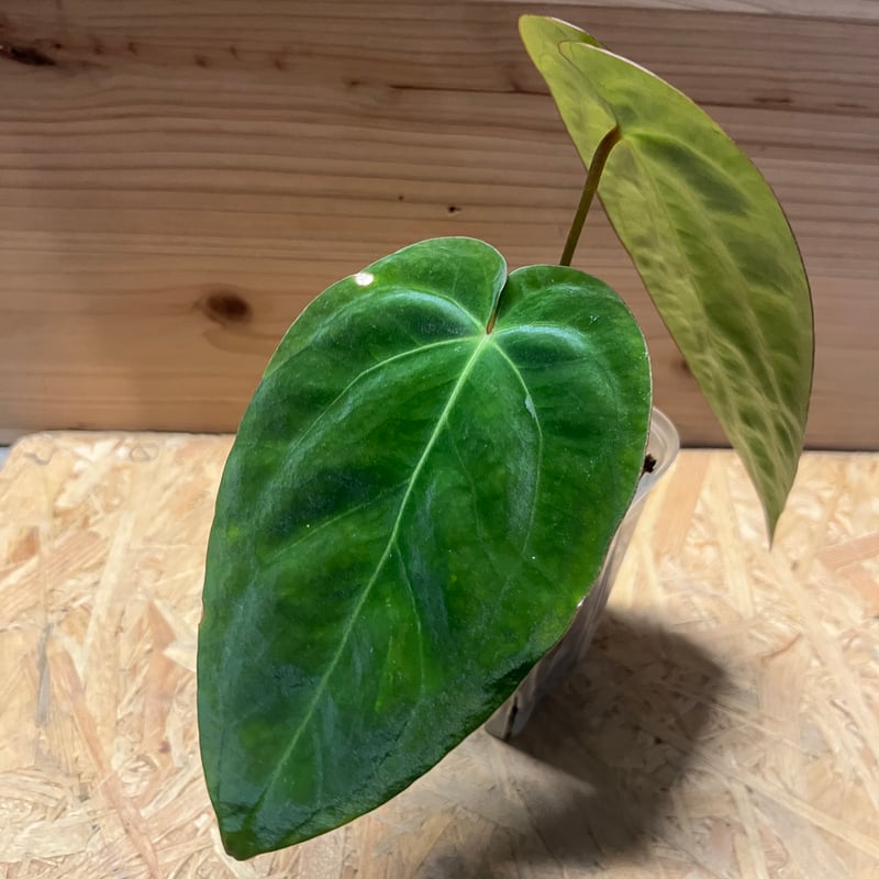 H*S様 アンスリウム subsignatum 長葉個体 H*S様 アンスリウム subsignatum 長葉個体 - メルカリ