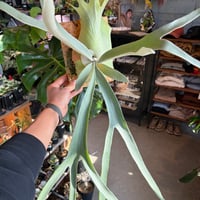 ビカクシダ バクテリア スポア | GREEN LUCK