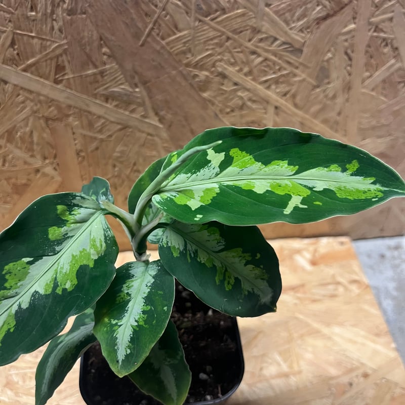 アグラオネマ ピクタム トリカラー | GREEN LUCK