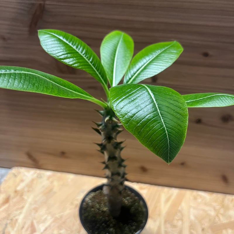 パキポディウム バロニー | GREEN LUCK