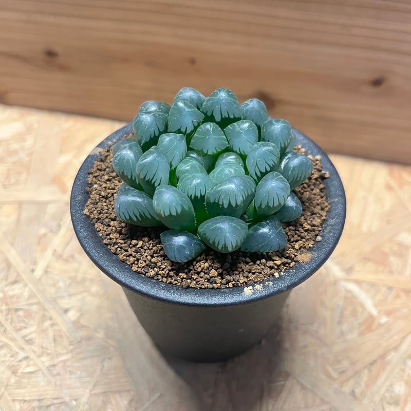 ハオルチア OB-1 | GREEN LUCK