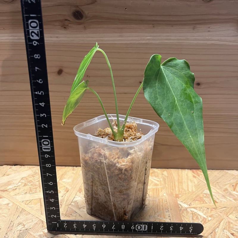 アンスリウム デルタフォース | GREEN LUCK