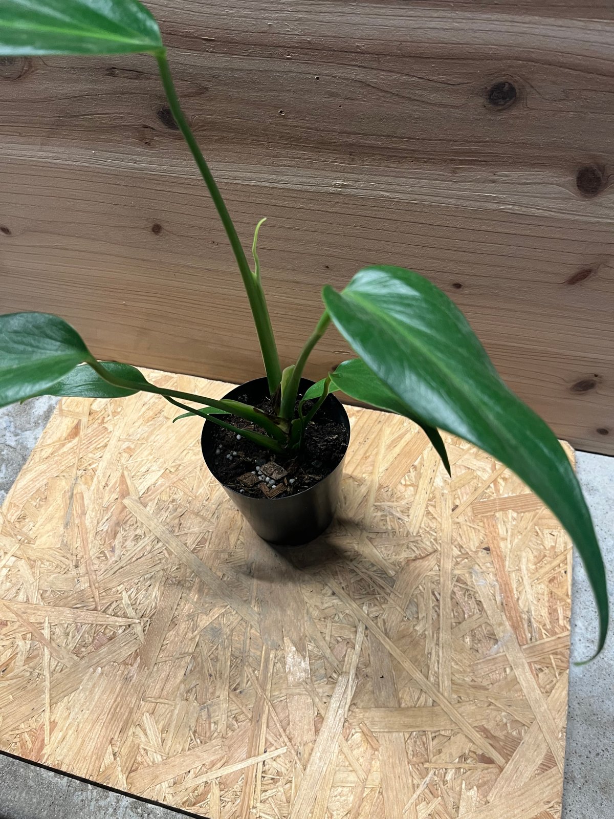 モンステラ バールマルクスフレーム | GREEN LUCK