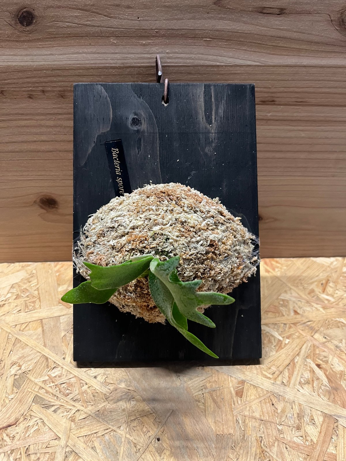 【平凡之鹿】ビカクシダ ‘Bacteria' sporeling バクテリア細菌 🦠P. willinckii 'Bacteria' sporeling🦠 このスポア群はどの