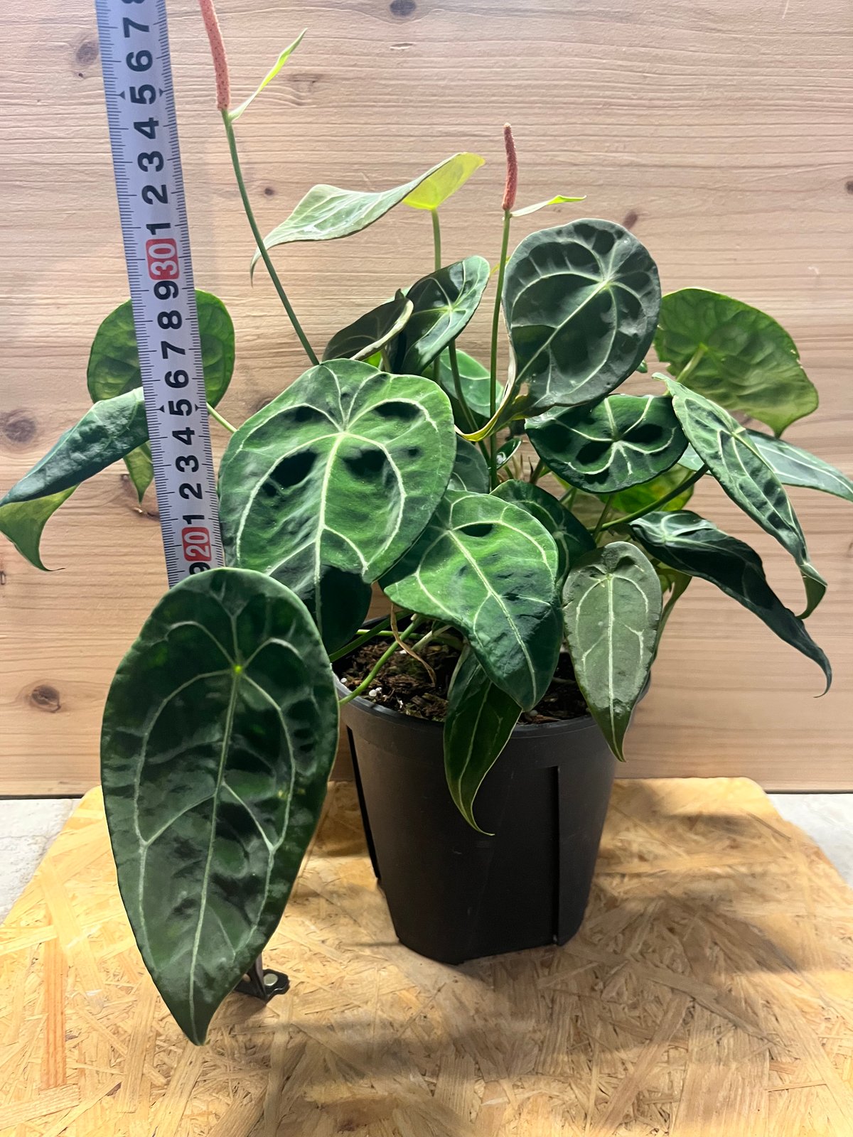 fit=scale-down,w=1200