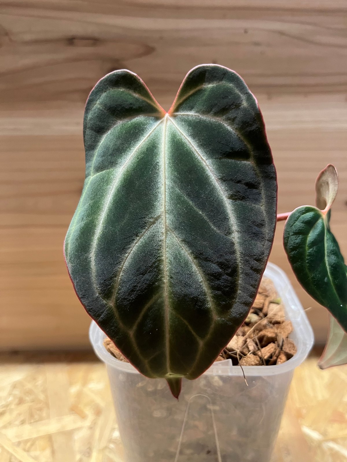 アンスリウム aff.ベッセアエ | GREEN LUCK