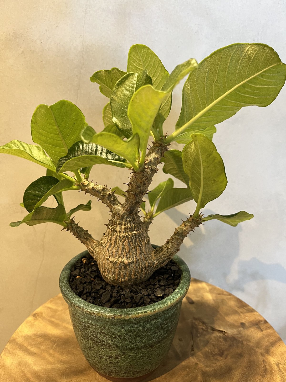 パキポディウム ウィンゾリー パキポディウム ウィンゾリー×伝市鉢 | GREEN LUCK