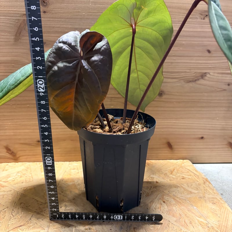 アンスリウム クライン（）美株 新葉あり ベルベット系 観葉植物
