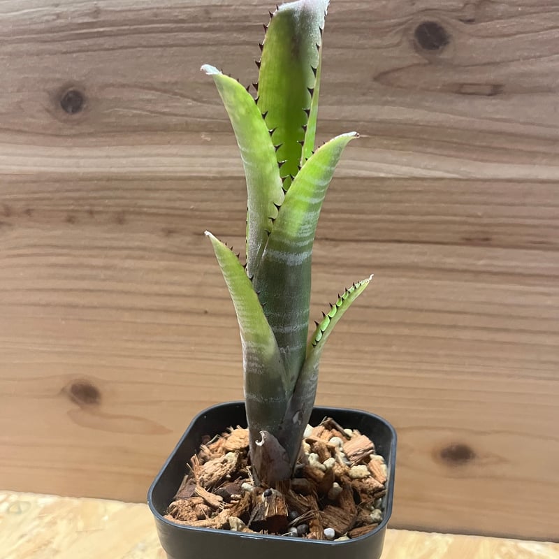 ビルベルギア コーラン マーブル シャーク | GREEN LUCK