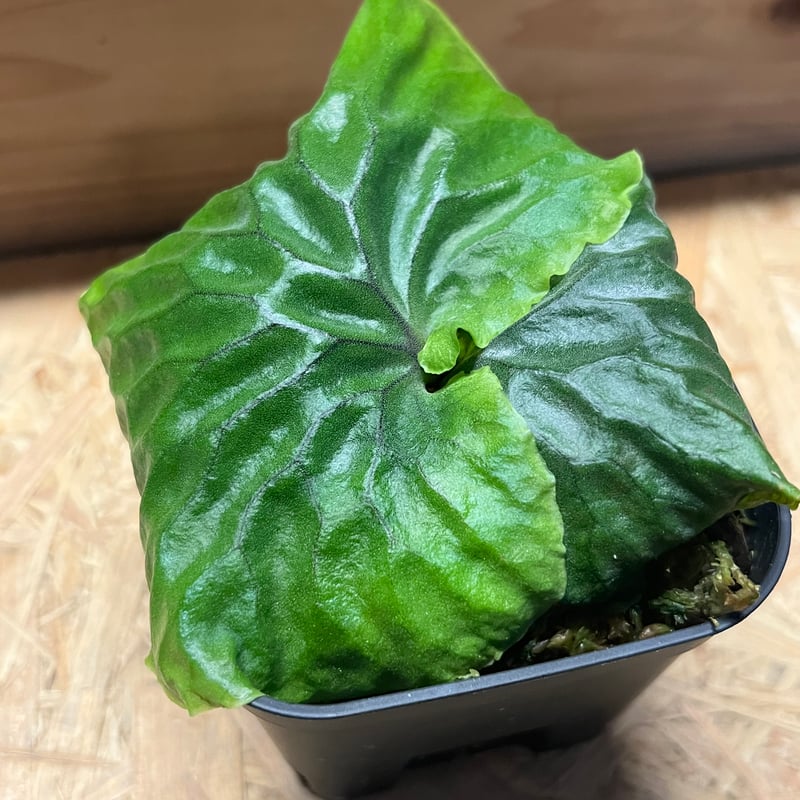 ビカクシダ マダガスカリエンセ | GREEN LUCK