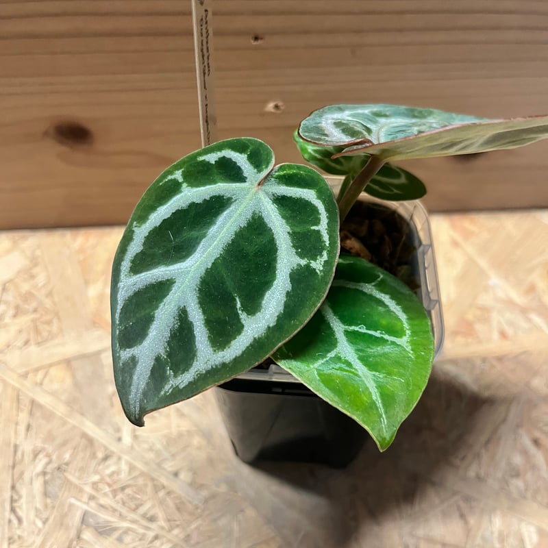 アンスリウム ドラヤキシルバー×エンジェルズドリーム×レッド