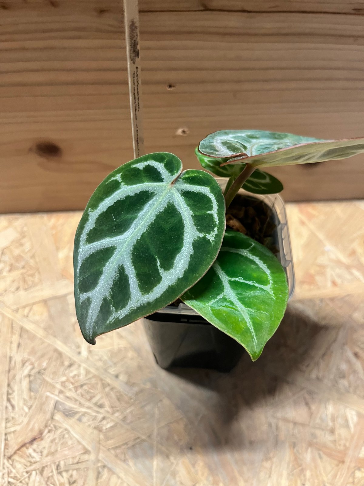 アンスリウム ドラヤキシルバー×エンジェルズドリーム×レッド