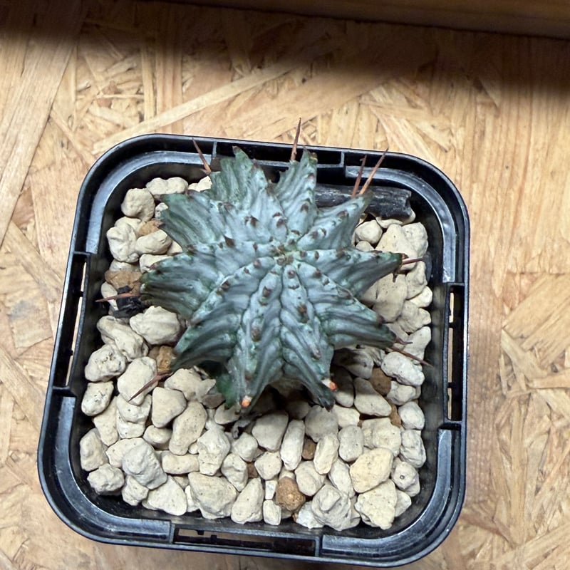 ユーフォルビア ホリダ ゼブラホリダ | GREEN LUCK