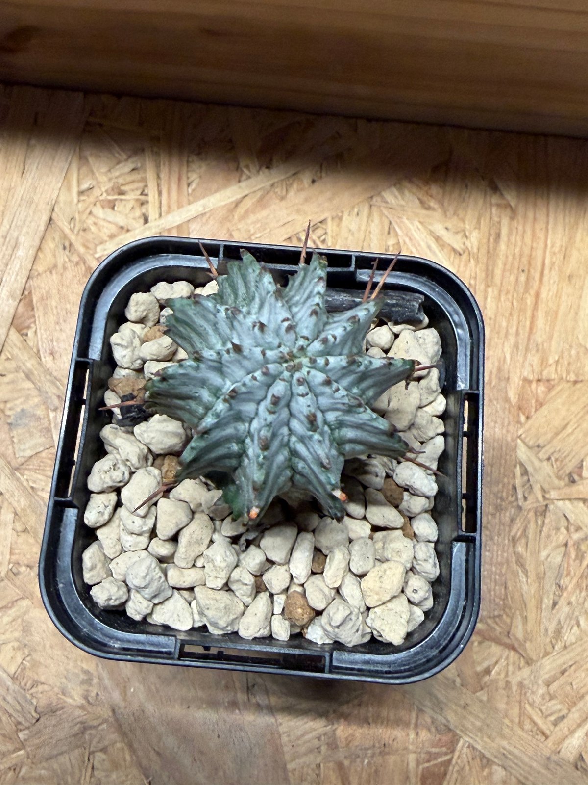 ユーフォルビア ホリダ ゼブラホリダ | GREEN LUCK