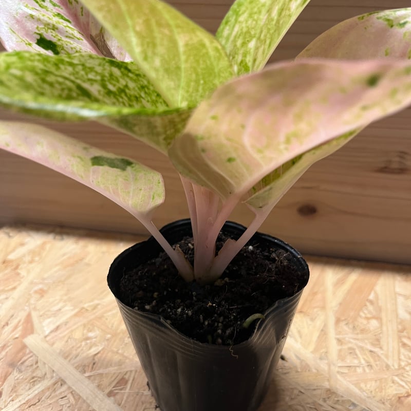 アグラオネマ ピンクイメリタス | GREEN LUCK