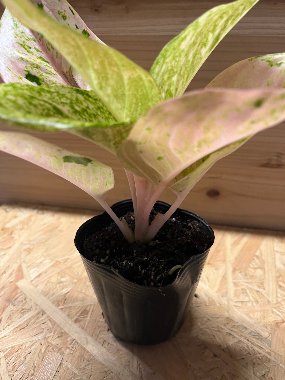 アグラオネマ ピンクイメリタス | GREEN LUCK