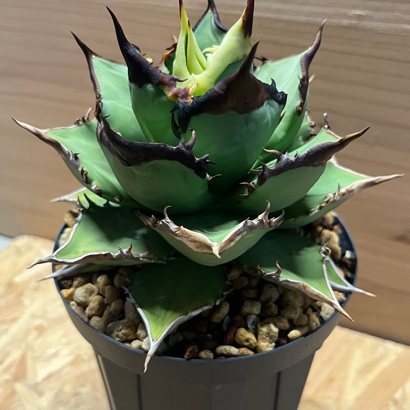 アガベ ナゾノタ アガベ チタノタ 悪魔（スーパーチタノタ）OS14 – linkplants
