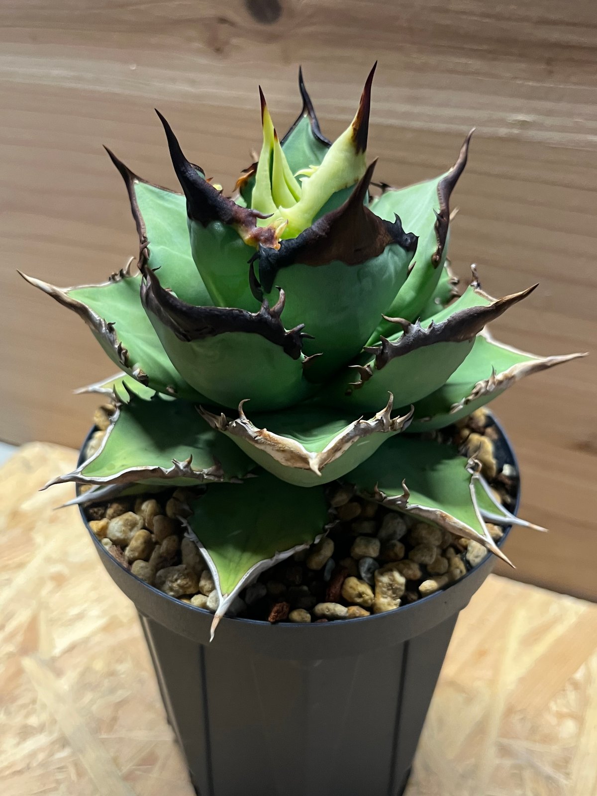 アガベ チタノタ ブラックナイト | GREEN LUCK