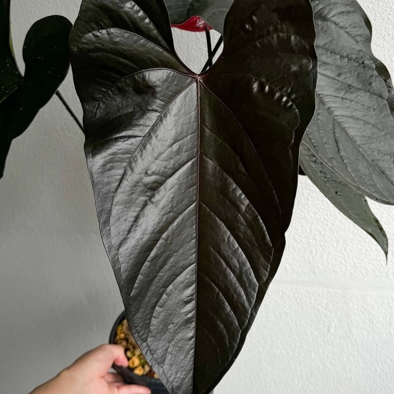 アンスリウム 'ロムズ ブラック' ディビジョン | GREEN LUCK